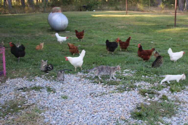 Free Range Chicken Flock